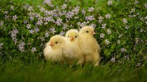 Baby Chicken Wallpapers Top Free Baby Chicken Backgrounds Wallpaperaccess