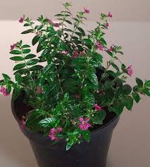 Image result for Cuphea