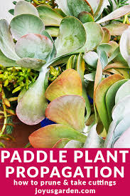 The rat's tail cactus is one of the few species of the cactus plant that can survive temperatures lower than the freezing point. Paddle Plant Propagation How To Prune Take Cuttings