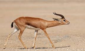 Pentru ca ai nevoie de o poseta supercompartimentata pentru 📃 actele de calatorie, 📱 telefon, 💳 portofel, 💄 un ruj si toate cele necesare. Alula Arabian Gazelles Reintroduced In Sharaan Nature Reserve Kawa