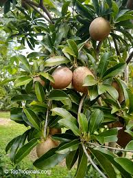 Image result for Manilkara sansibarensis