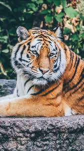 Download Zoo Tiger 4k Wallpaper By Pramucc 1e Free On Zedge Now Browse Millions Of Popular Tiger Wallpapers And Ringtones Animal Wallpaper Animals Tiger