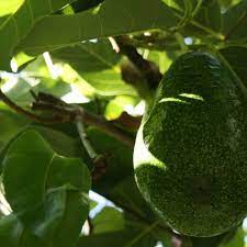 Para Que Sirve La Infusion De Hojas De Aguacate Y Como Prepararla Gastrolab