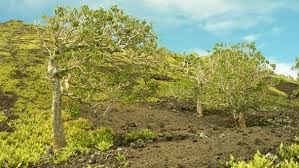 Image result for Pisonia