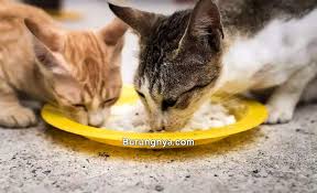 Kitchen flavor grain free adult. 16 Makanan Kucing Kampung Murah Meriah Burungnya Com