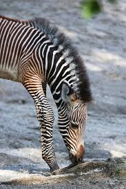 Female Baby Grevy S Zebra 6 2 12 2 Of 25 Animals Animals Friends Funny Horses