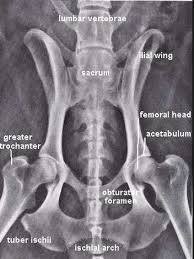Providing a larger stride for. Pelvis Anatomy The Institute Of Canine Biology