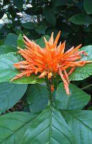 Image result for Justicia anselliana