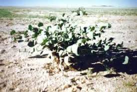 Image result for Adenolobus pechuelii