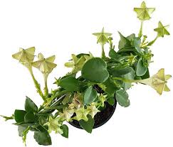 Image result for Ceropegia monteiroae