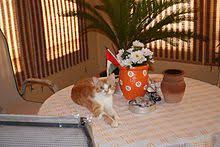↑ arabian mau facts and information (неопр.). Arabian Mau Wikipedia