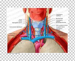 Learn more about the anatomy of the neck in this section. Shoulder Head And Neck Anatomy Human Anatomy Png Clipart Abdomen Anatomy Anterior Triangle Of The Neck