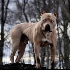 Check What New We Have In Store Love Pitbulls In 2020 Pitbull Lover Pitbulls Pitbull Terrier