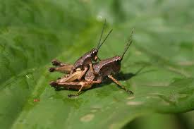 Image result for Burttia prunoides