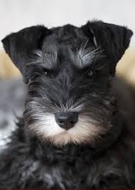 Black And Silver Mini Schnauzer Puppy Miniature Schnauzer Information And Pictures Petguide Schnauzer Puppy Schnauzer Dogs Dog Breeds