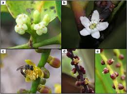 Image result for Pyrostria