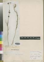 Image result for Aspidoglossum