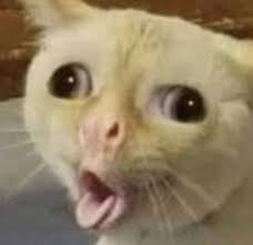Pin By Cheetoes69 On Memes Cute Memes Funny Animal Memes Animal Memes