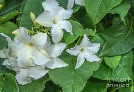 Image result for dipladenie suaveolens obrázek