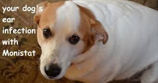 Can Monistat Treat Your Dog S Ear Infection