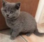 Kittens & Cats for Sale - Buy, Sell & Rehome | Pets4Homes UK