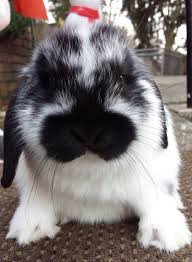 Black And White Holland Lop Bunny For Sale For Sale Baby Bunnies Pet Bunny Cute Animal Pictures Mini Rex Rabbit