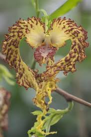 Image result for Monodora