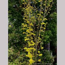 Image result for Humularia meyeri-johannis