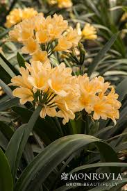 Image result for Clivia flowering