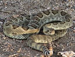 Black And White Snake Northern California Mojave Green Rattlesnake Scutulatus White Stripe Behind Eye Goes Further Back Towards Corner Of Jaw White Bands On Rattlesnake Rattlesnake Bites Big Iguana