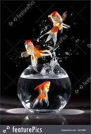 Aquatic Animals Goldfishes Jumps Upwards From An Aquarium On A Dark Background Fish Wallpaper Goldfish Fish Art