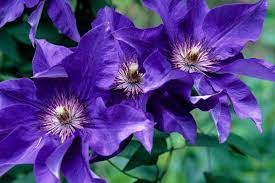 This species includes a variety of colorful cultivars. Different Types Of Clematis Hgtv