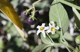 Image result for Solanum chenopodioides