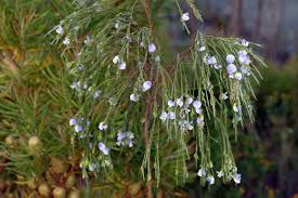 Image result for Psoralea glabra