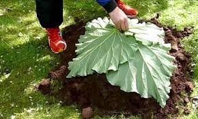Il Depose 4 Feuilles De Rhubarbe Sur Une Butte De Terre Je N Avais Encore Jamais Vu Ce Qu Il S Apprete A Faire Feuille De Rhubarbe Bricolage Jardin Decoration Jardin