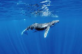Humpback whale populations in the north pacific ocean have increased according to a study funded primarily by national oceanic and atmospheric administration (noaa), an agency of the u.s. Dive Into The Serene Magical World Of The Humpback Whale Wired