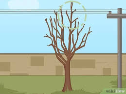 Jul 11, 2021 · what should it cost to trim trees. How To Prune A Tree 13 Steps With Pictures Wikihow