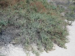 Image result for Suaeda plumosa