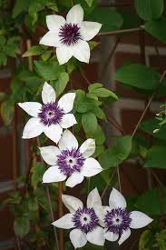 Maybe you would like to learn more about one of these? Clematis 2016