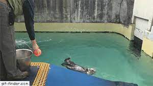 19 Year Old Sea Otter Plays Basketball To Stay Healthy Find And Share Funny Animated Gifs Sea Otter Otters Funny Animals