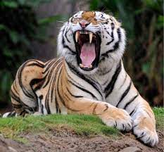 Mike The Tiger Lsu Tigers Football Tiger Pictures Lsu