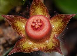 Image result for Duvalia polita