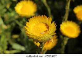 Image result for Helichrysum aureum