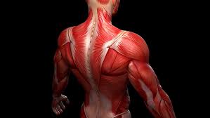 Anatomy of the muscular system. Tip The Drill You Need For Upper Body Mobility T Nation