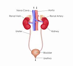 Blood flows into your kidney through the renal artery. Excretory System The Definitive Guide Biology Dictionary