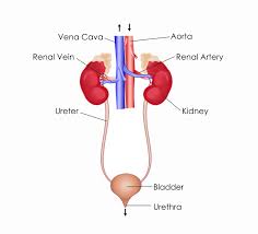 Suitable for esl and bilingual. Excretory System The Definitive Guide Biology Dictionary