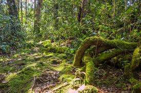 Kota damansara community forest reserve. Peninsular Malaysian Montane Rain Forests Wikipedia