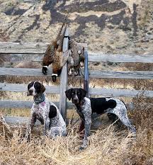 Chippewa German Shorthair Pointers Corvallis Oregon Pheasanthunting German Shorthaired Pointer German Shorthaired Pointer Dog Hunting Dogs Training