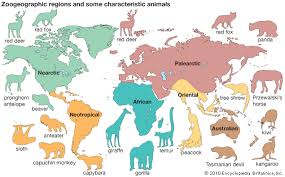 Art Animal Geographers Divide The World Into Zoogeographic Regions On The Basis Of The Region S Distinctive Animal Life Each Reg African Tree Animals Anteater