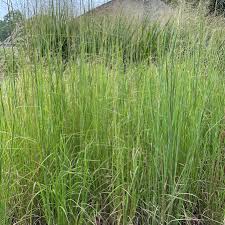 Image result for Andropogon